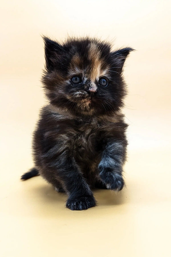 Adorable Tortoiseshell Maine Coon Kitten with fluffy fur and bright eyes