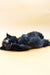 Fluffy black smoke Maine Coon kitten lying on back with paws up, looking super cute