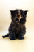 Fluffy tortoiseshell Maine Coon kitten sitting upright, ready for playtime fun