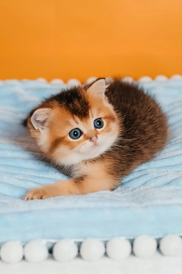 Salieri | scottish straight kitten