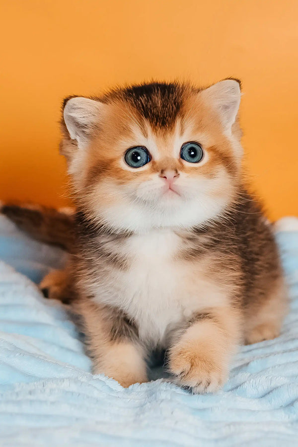 Salieri | scottish straight kitten