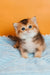 Salieri | scottish straight kitten