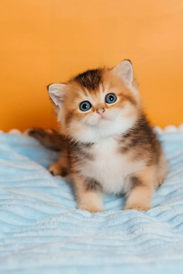 Salieri | scottish straight kitten