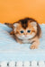 Salieri | scottish straight kitten