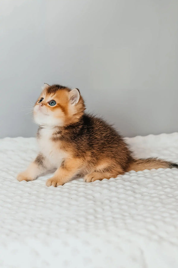 Salieri | scottish straight kitten