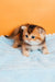 Salieri | scottish straight kitten