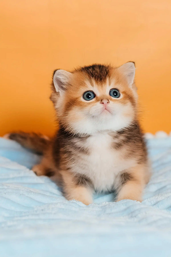 Salieri | scottish straight kitten