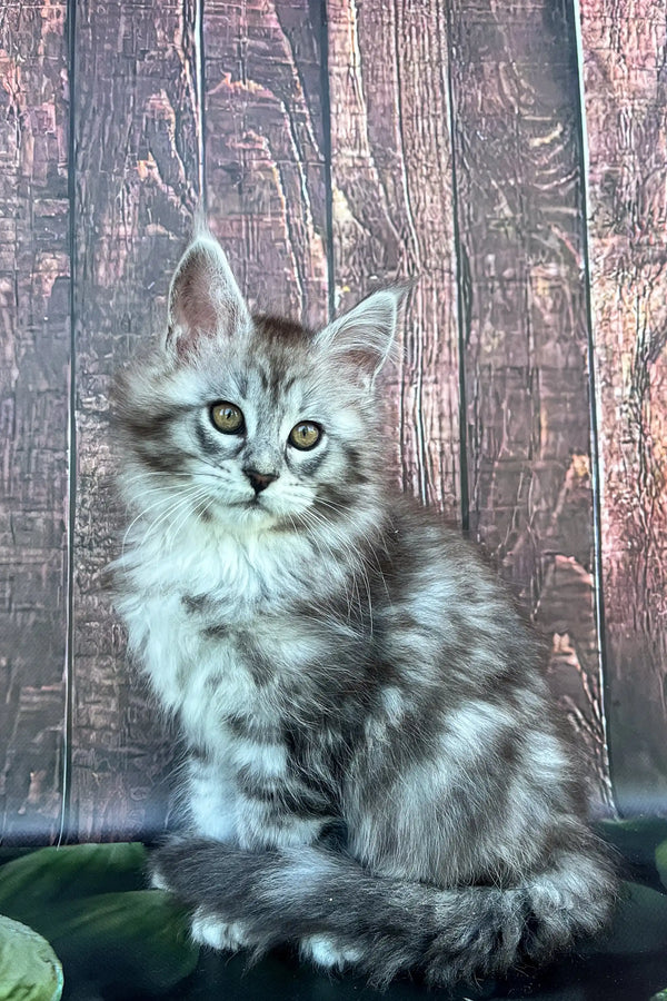 Fluffy gray and white Maine Coon kitten with bright blue eyes for sale