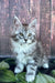 Fluffy gray and white Maine Coon kitten with bright eyes and perky ears