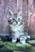 Fluffy gray Maine Coon kitten with bright eyes lounging on a leaf