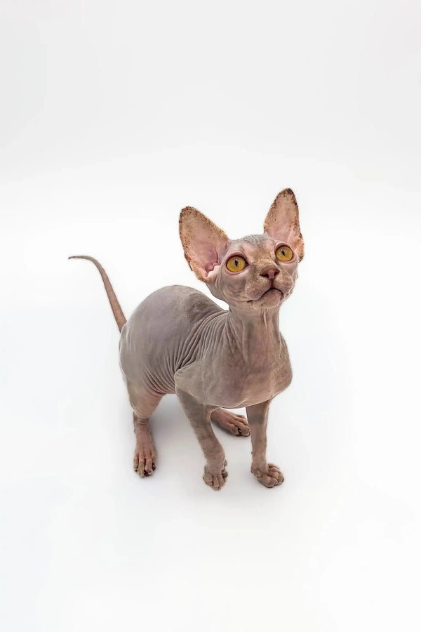 Adorable Hairless Sphynx Kitten named Sally with large ears and stunning yellow eyes