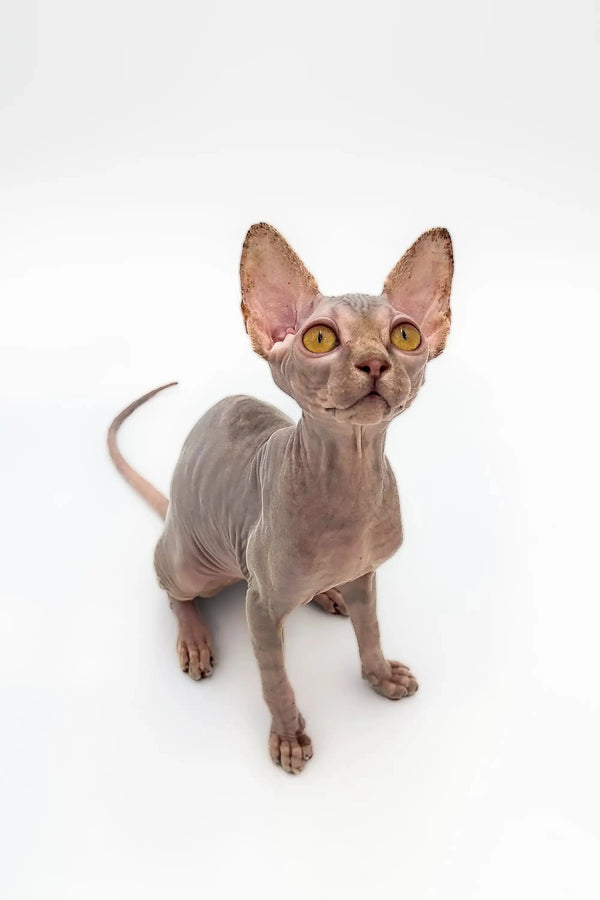 Sphynx kitten Sally showing off her stunning lilac tabby coat and big golden eyes
