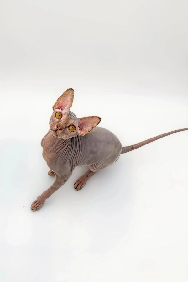 Cute Hairless Sphynx Kitten named Sally with large ears and a thin tail, stunning lilac tabby