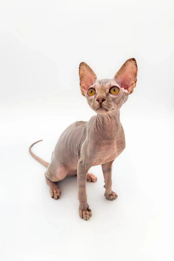 Sphynx kitten Sally with large ears and stunning lilac tabby wrinkles