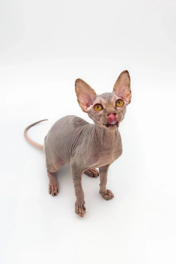 Sphynx kitten Sally with large ears and a cute pink tongue, stunning lilac tabby
