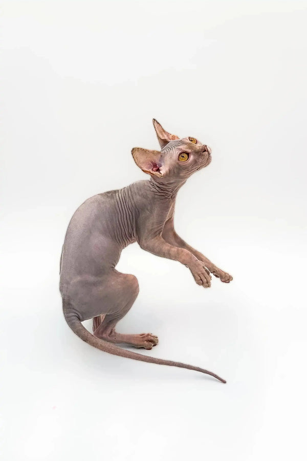 Sphynx kitten Sally sitting alert, showcasing her stunning lilac tabby features