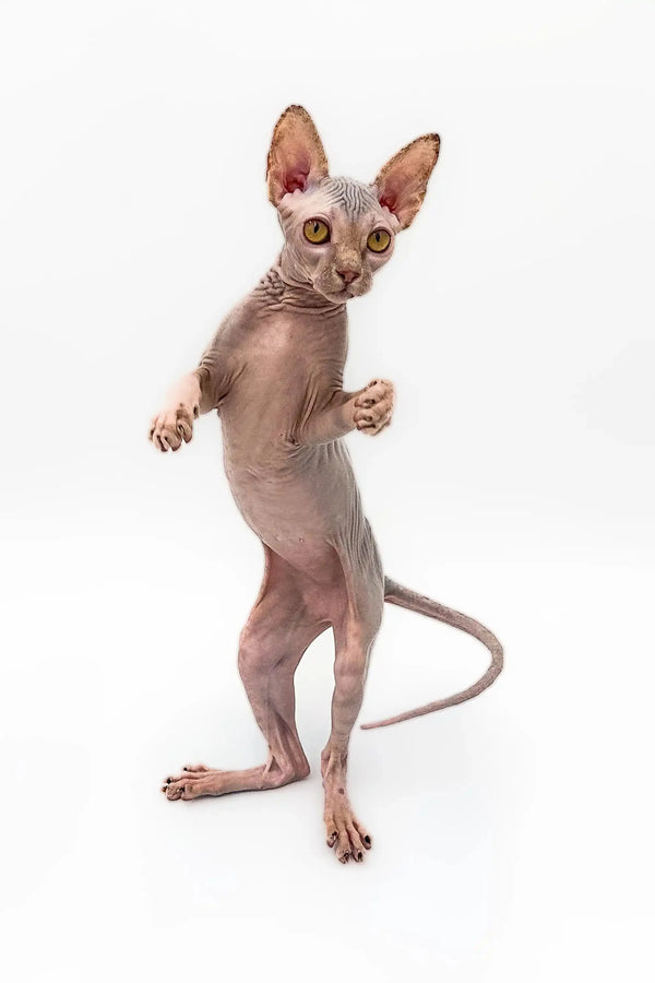Sphynx kitten Sally stands upright, showcasing her stunning lilac tabby beauty