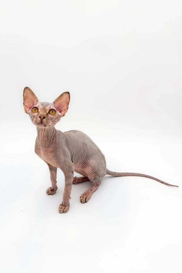 Sally the stunning lilac tabby Sphynx kitten with big ears and wrinkled skin