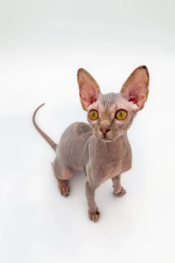 Sphynx Kitten Sally with large ears and stunning lilac tabby coat and yellow eyes