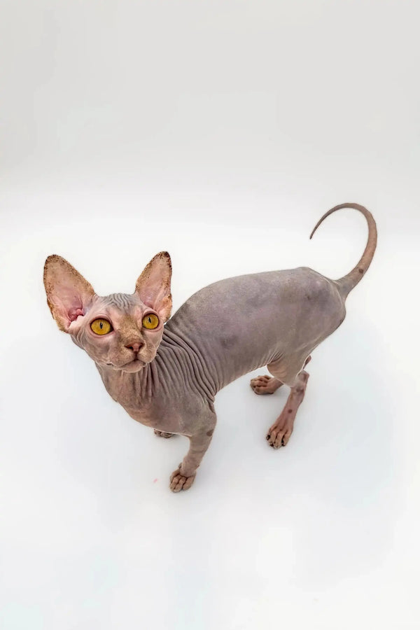 Hairless Sphynx kitten with large ears and amber eyes, a stunning lilac tabby