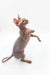 Cute Hairless Sphynx kitten raising a paw, showcasing stunning lilac tabby fur