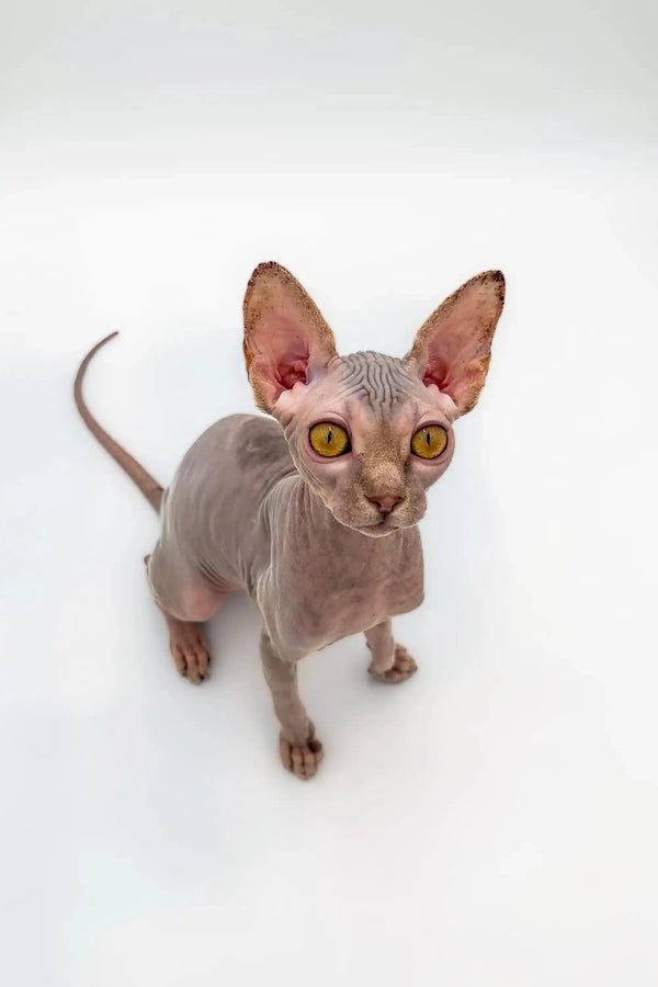Sphynx Kitten Sally with large ears and golden eyes, a stunning lilac tabby