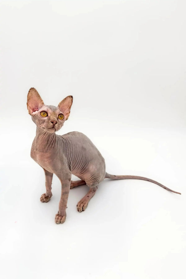 Sphynx Kitten Sally, a stunning lilac tabby with big ears and wrinkled skin