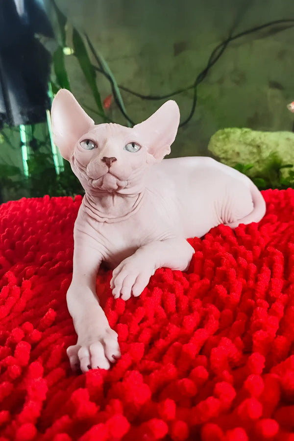 Salma | canadian sphynx kitten