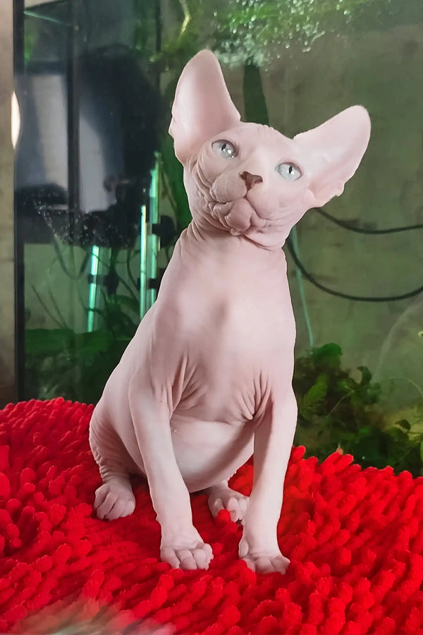 Salma | canadian sphynx kitten