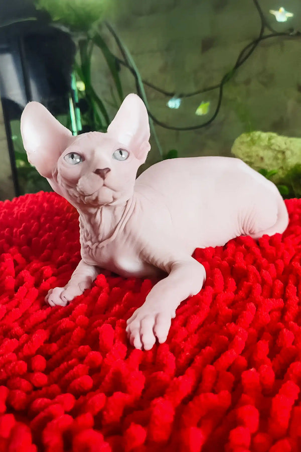 Salma | canadian sphynx kitten