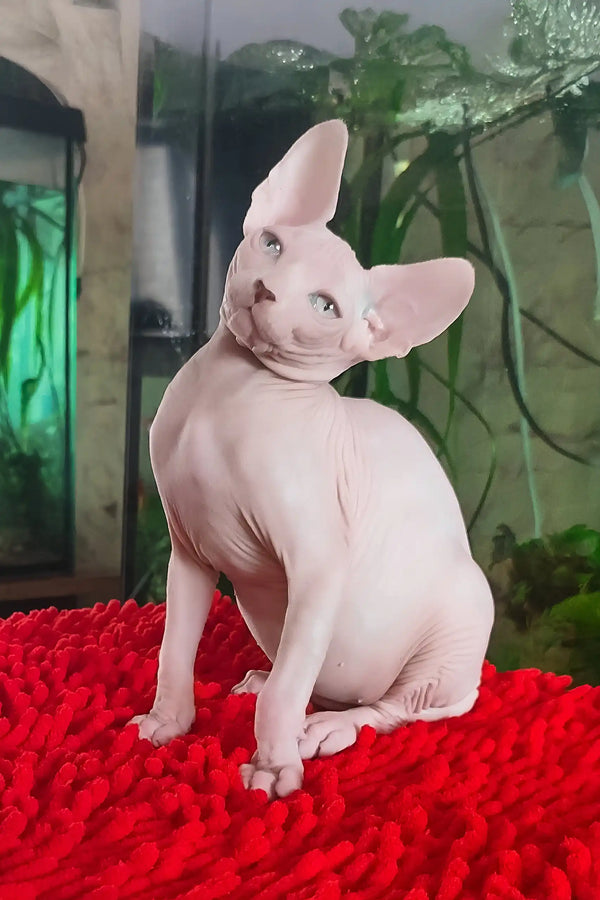 Salma | canadian sphynx kitten