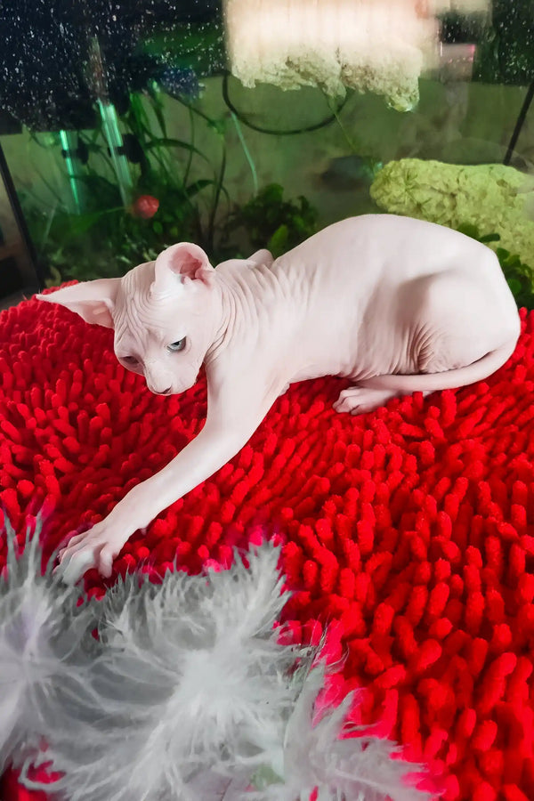 Salma | canadian sphynx kitten