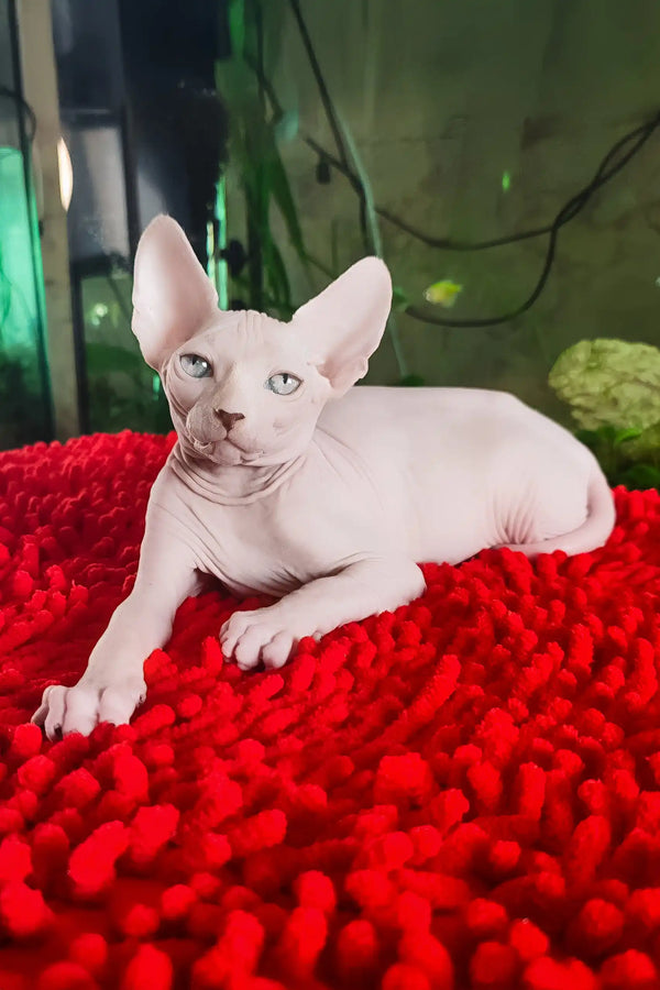 Salma | canadian sphynx kitten