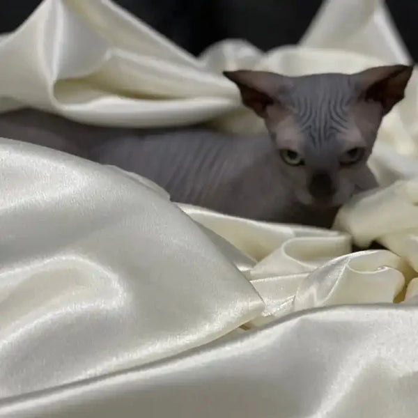 Sphynx kitten Salt peeking out from soft white fabric, super cute and playful