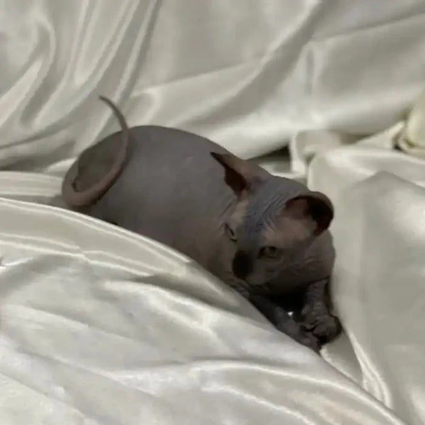 Sphynx kitten named Salt curled up on soft white fabric, showing off solid black skin