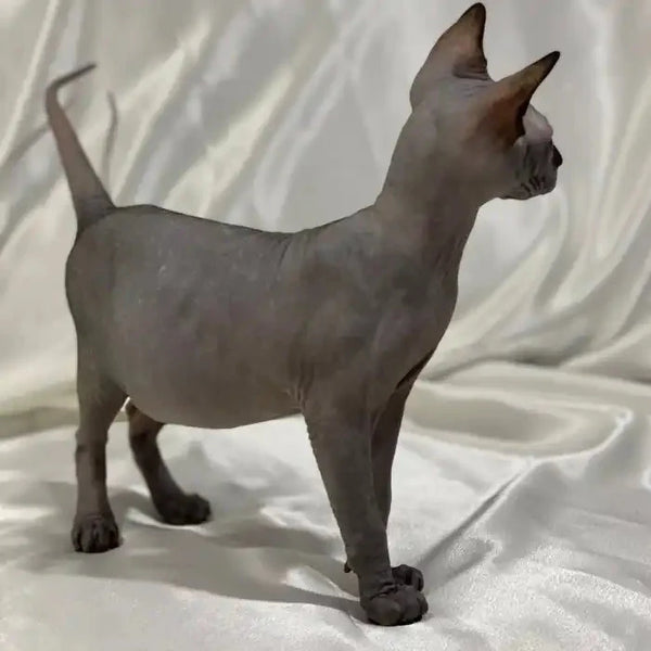 Meet Salt, the alert Sphynx kitten with large ears and a sleek solid black coat