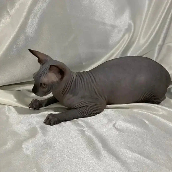Sphynx kitten Salt lounging on a light fabric, showing off that solid black look