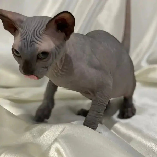 Playful Sphynx kitten named Salt with wrinkled gray skin and big ears