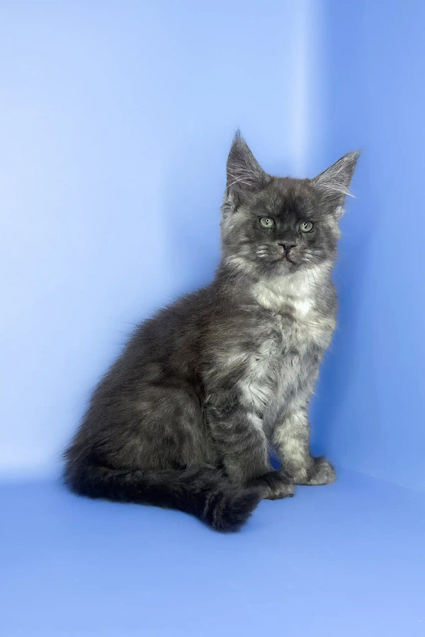 Saltan | maine coon kitten