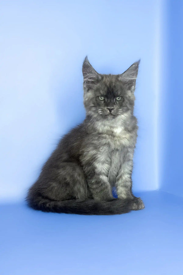Saltan | maine coon kitten