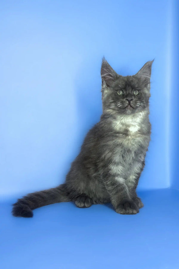 Saltan | maine coon kitten
