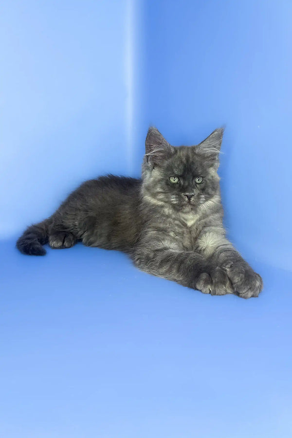 Saltan | maine coon kitten