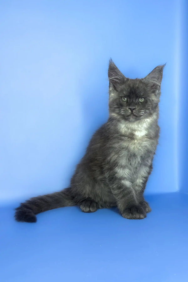 Saltan | maine coon kitten