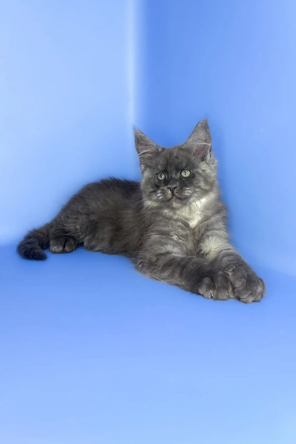 Saltan | maine coon kitten