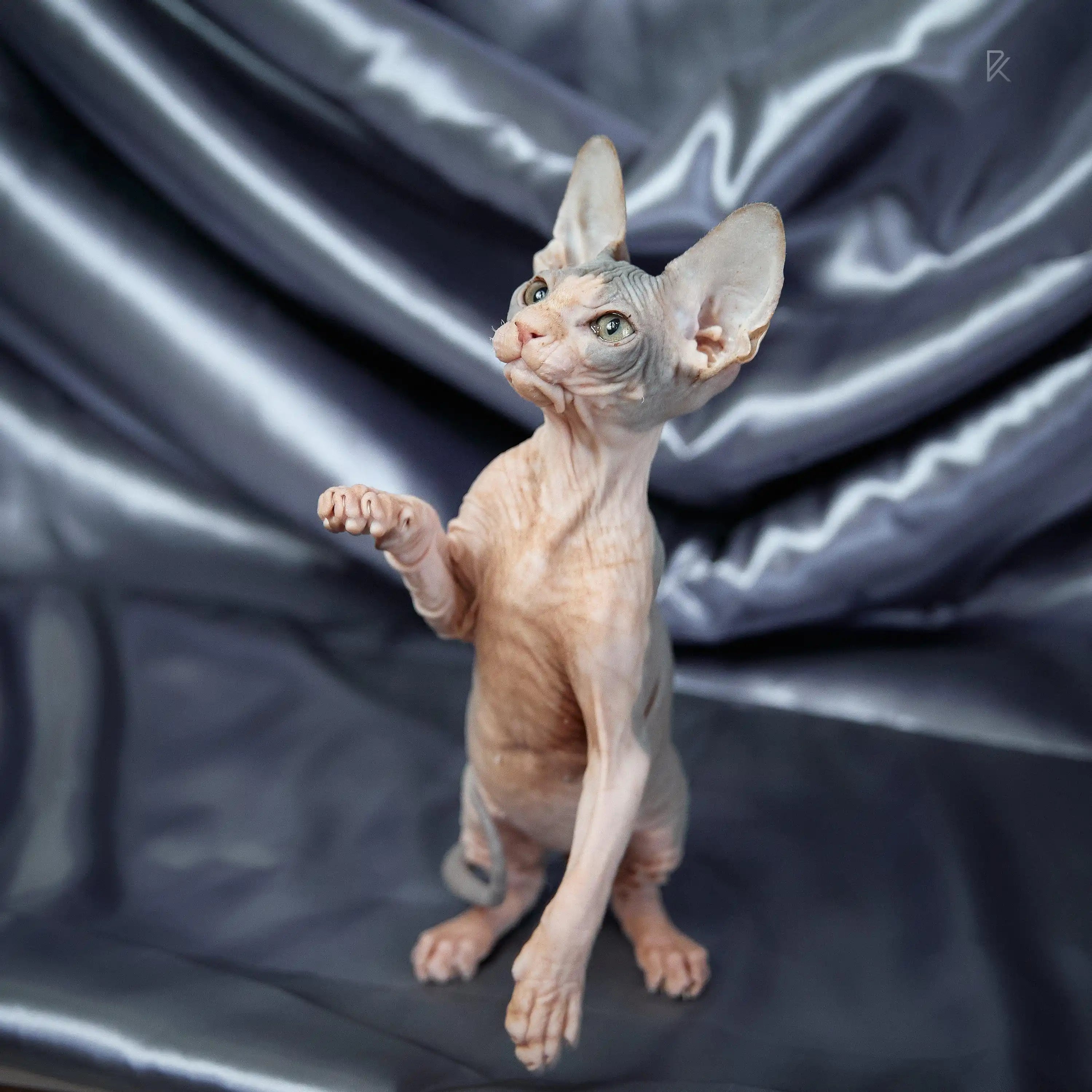 Sphynx Cats for Sale | Kittens For Salvatore | Kitten