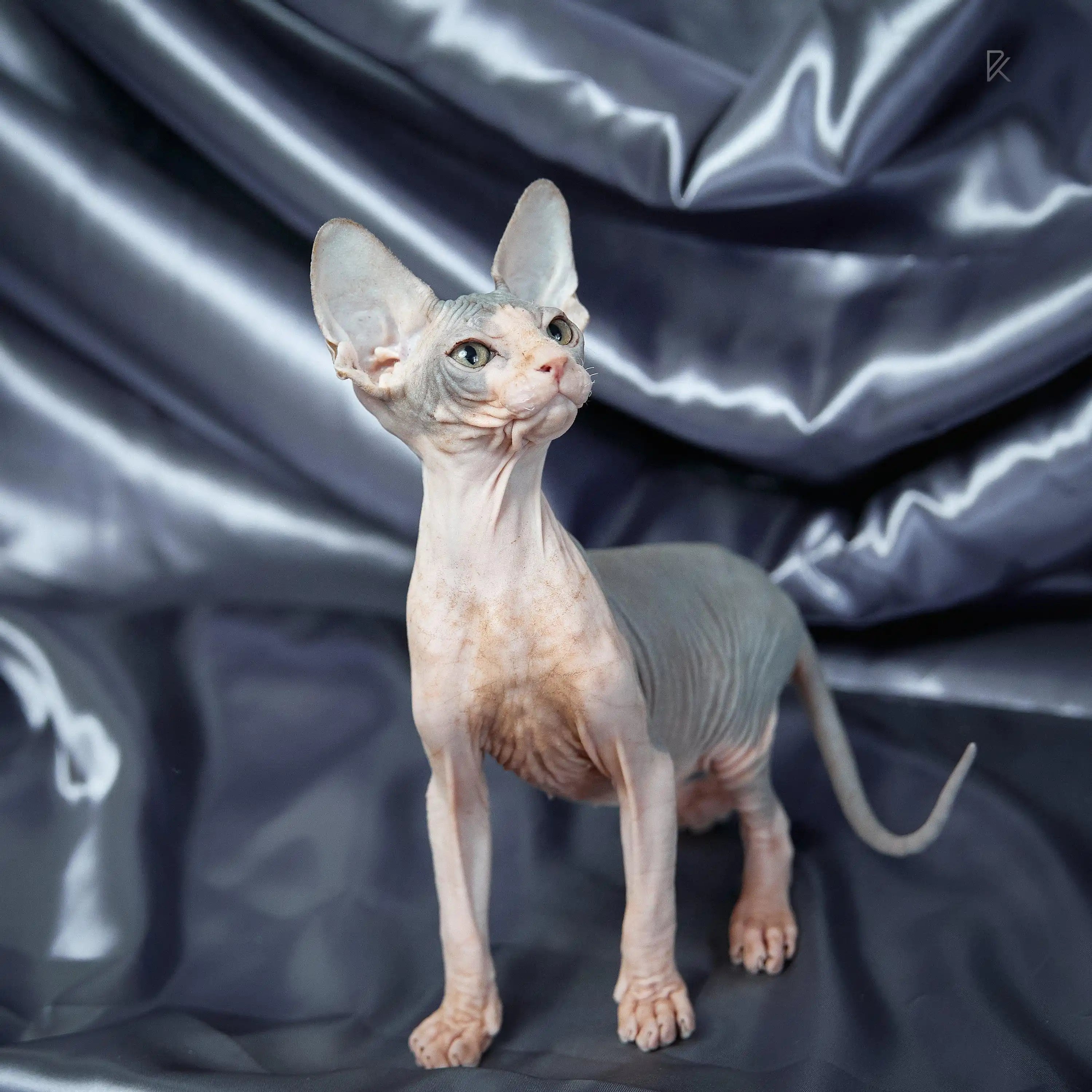 Sphynx Cats for Sale | Kittens For Salvatore | Kitten
