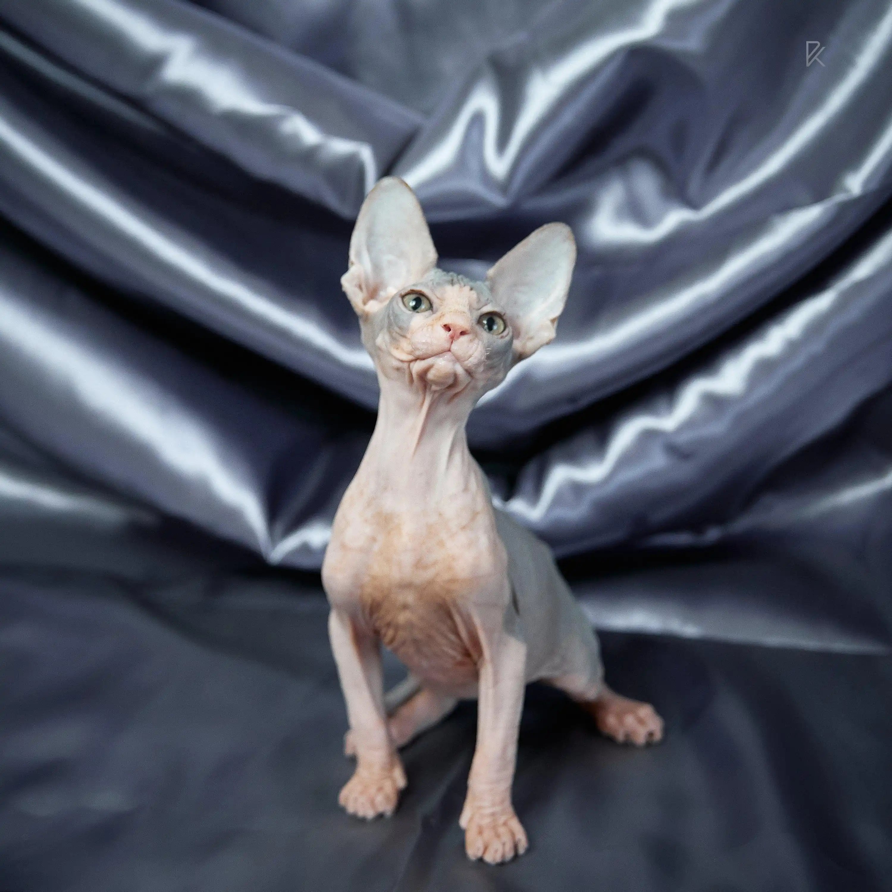 Hairless Sphynx Cats for Sale Salvatore | Kitten