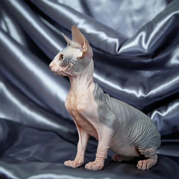 Hairless Sphynx Cats for Sale Salvatore | Kitten