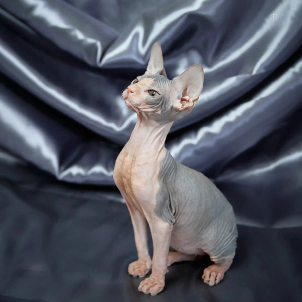 Hairless Sphynx Cats for Sale Salvatore | Kitten