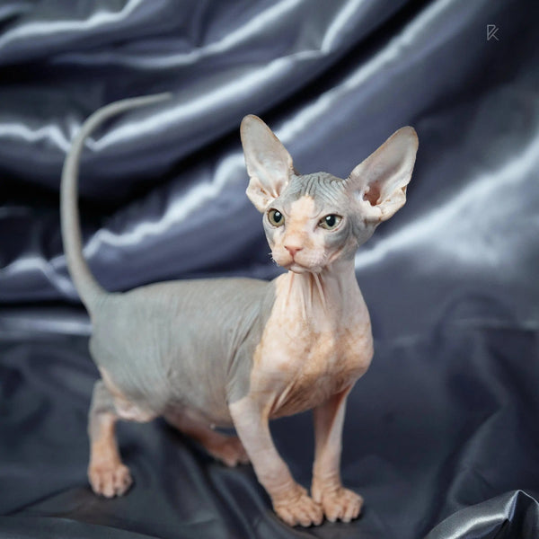 Hairless Sphynx Kitten Salvatore, a playful purebreed kitty with big ears and wrinkled skin